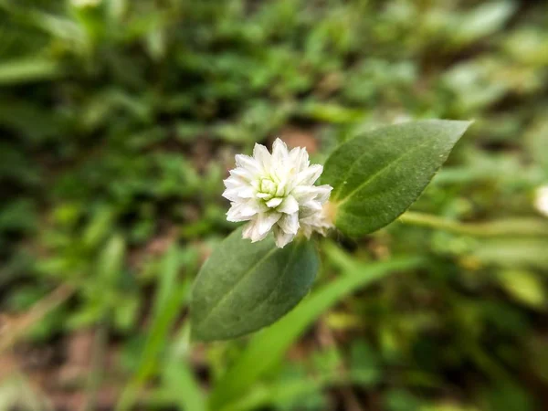 Gomphrena Celosioides Kwiat Ogrodzie Przyrody — Zdjęcie stockowe