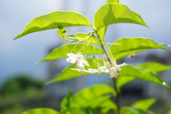 Beyaz wrightia dinini kapatın. Doğa bahçesindeki çiçek.