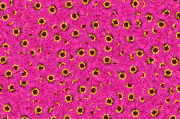 Rosa Zinnia Elegans Blumenmuster Hintergrund — Stockfoto
