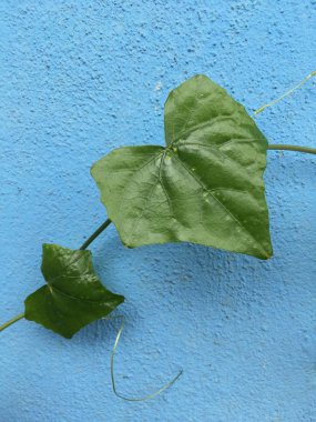 taze yeşil sarmaşık kabak doğada Bahçe bırakır