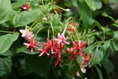 Doğa bahçesinde Combretum indicum