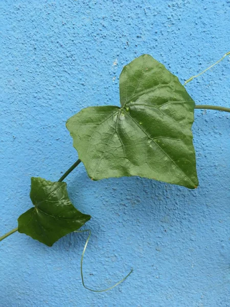 taze yeşil sarmaşık kabak doğada Bahçe bırakır