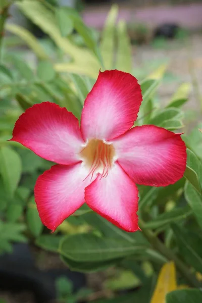 Růžový Květ Adenium Obesum Zahradě — Stock fotografie