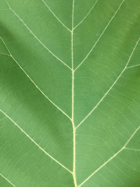 Hoja Teca Verde Fresca Jardín Naturaleza —  Fotos de Stock