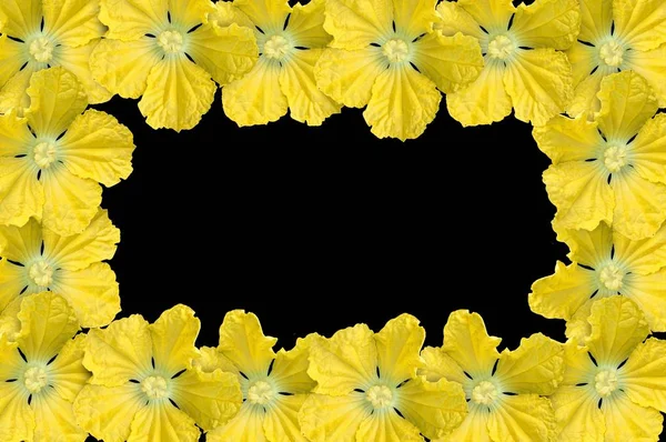 Flor Benincasa Hispida Amarilla Sobre Fondo Negro —  Fotos de Stock