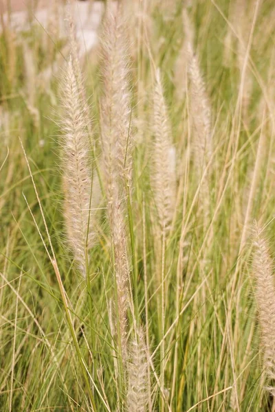 Gras Bloem Natuur Tuin — Stockfoto