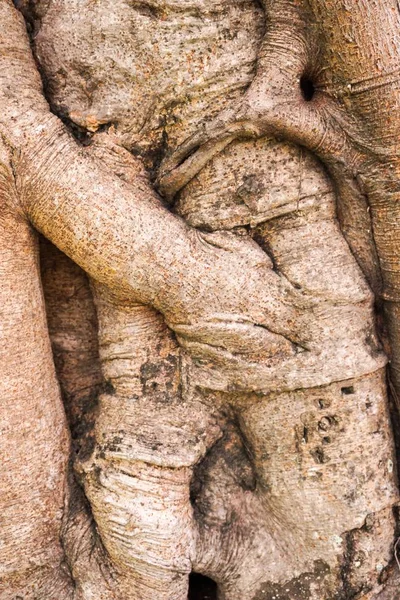 Banyan Bark Tree Texture — Stock Photo, Image