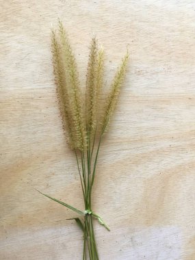 Ahşap zeminde çimen çiçeği dokusu