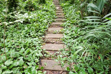 Tayland 'da ormanda doğa yürüyüşü