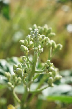 Doğa bahçesinde sabah ağacı