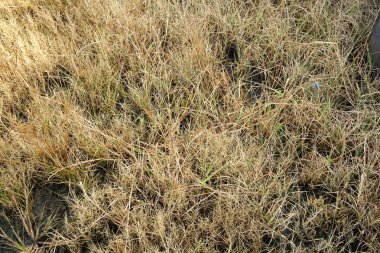 Doğa bahçesindeki kuru çimenler