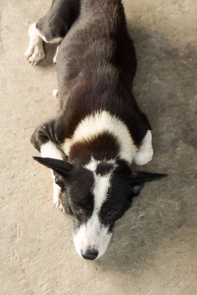 Perro Blanco Negro Suelo Cemento —  Fotos de Stock