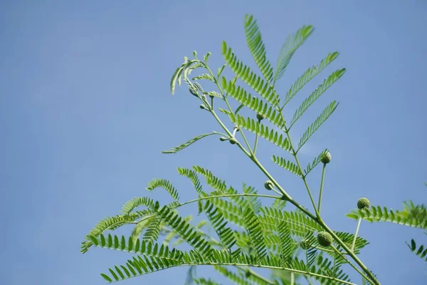 Świeże Zielone Leucaena Glauca Roślin Ogrodzie Przyrody — Zdjęcie stockowe