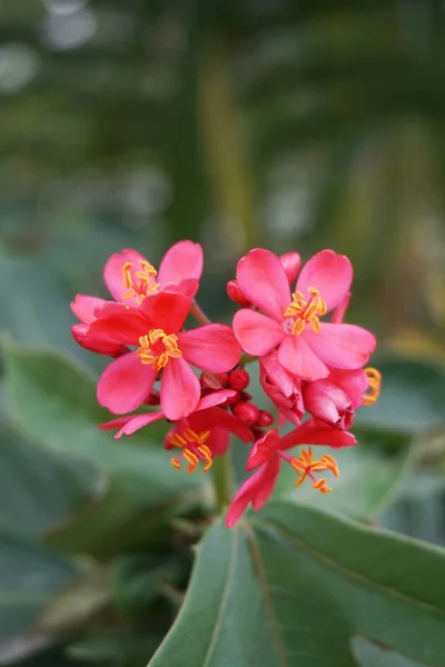 Jatropha Integerrima Flower Nature Garden — Stock Photo, Image