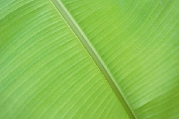 Färska Gröna Bananblad Struktur — Stockfoto