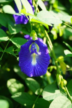 Mavi Klitorya Doğa Bahçesinde Ternatif Çiçek