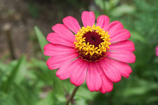 Rosa Zinnia Elegans Blume Naturgarten — Stockfoto