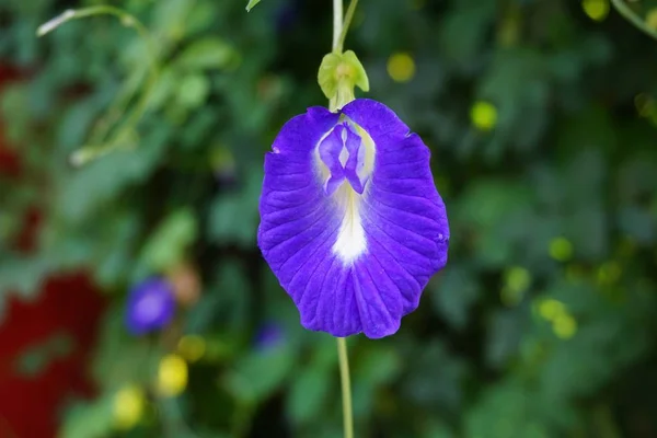 自然界花园中的蓝色紫丁香花 — 图库照片