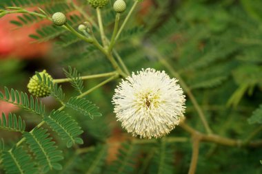 Beyaz lucaena glauca çiçeği doğa bahçesinde