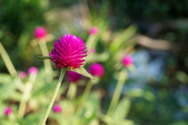 pembe dünya Mor Çiçek Doğa Bahçe