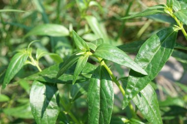 taze yeşil Andrographis paniculata bitki doğa bahçe içinde
