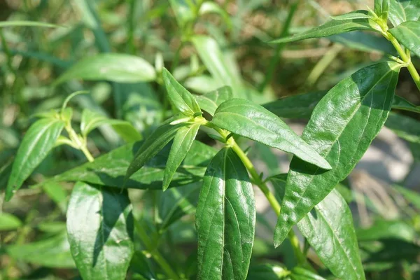 taze yeşil Andrographis paniculata bitki doğa bahçe içinde