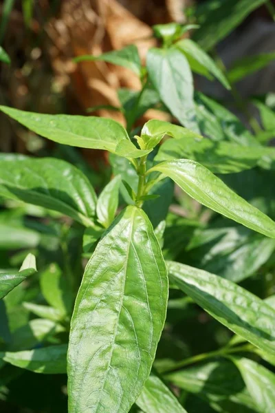 Свежий Зеленый Andrographis Paniculata Растений Саду Природы — стоковое фото