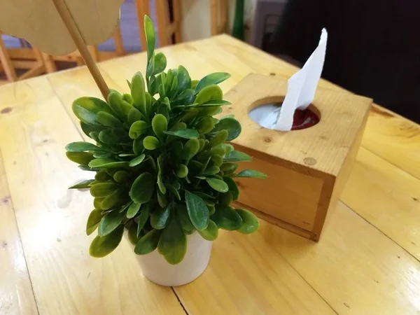Зеленое Растение Столе — стоковое фото