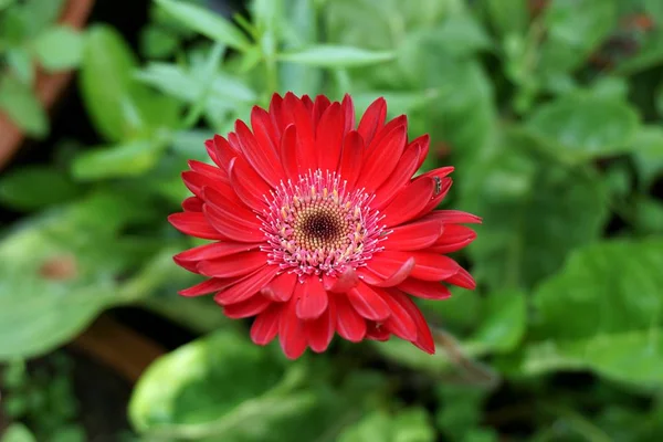 Красный Цветок Гербера Саду Природы — стоковое фото