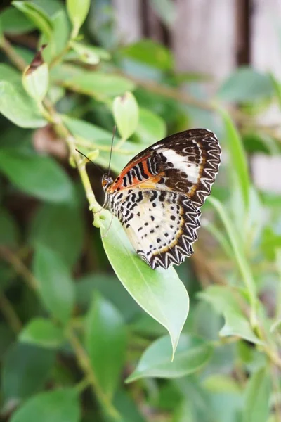 Hermosa Mariposa Sobre Hojas Verdes Jardín Natural —  Fotos de Stock