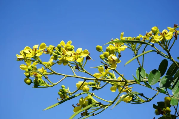 Yellow Senna Siamea Flower Nature Garden — Stock Photo, Image