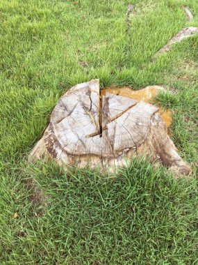 yeşil çimenlerin üzerinde kuru güdük