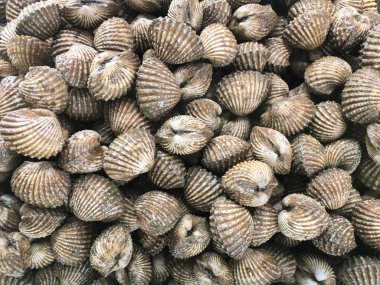 taze anadara granosa ham pazarında kapatın