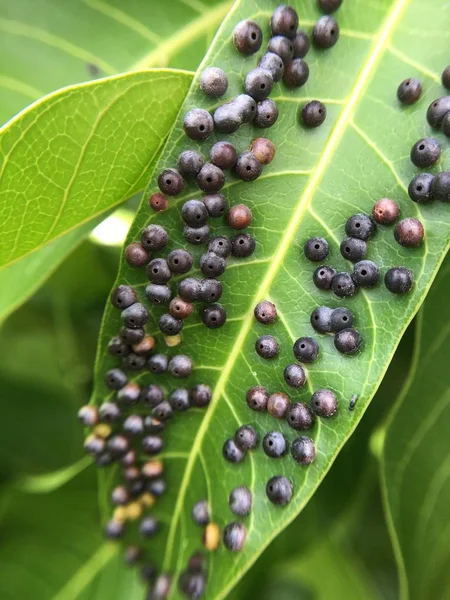 close up disease on mango leaves