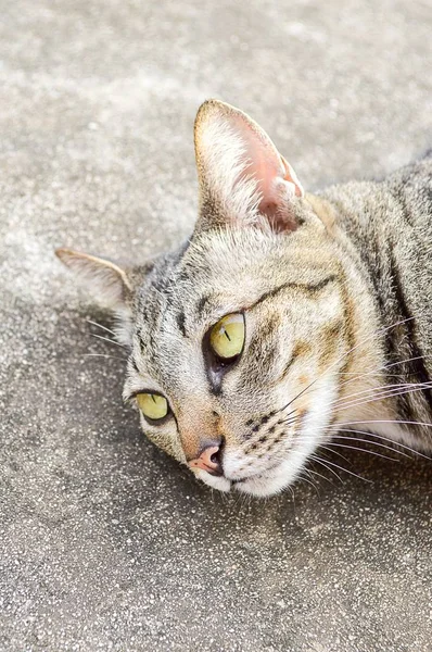 Primer Plano Lindo Gato Cemento Piso —  Fotos de Stock