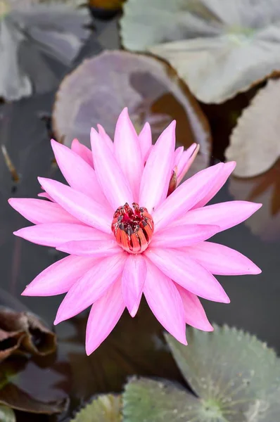 Roze Lotus Bloem Natuur Tuin — Stockfoto