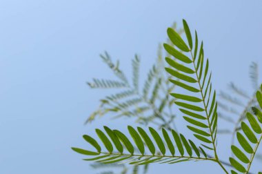 Taze yeşil leucaena glauca yaprak doğa Bahçe