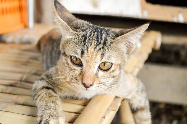 Γάτα Tabby Στο Δάπεδο Από Μπαμπού — Φωτογραφία Αρχείου