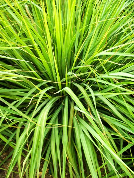 Cymbopogon citratus bitki doğa bahçe içinde