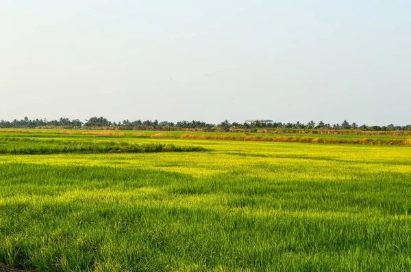 Yeşil Pirinç Ağaç Ülke Chachoengsao Tayland — Stok fotoğraf