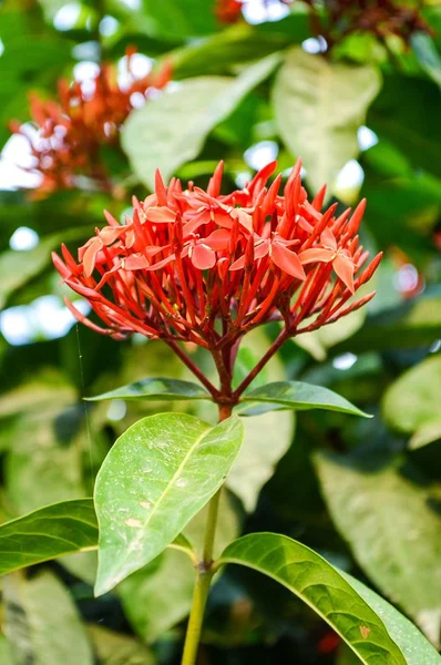 Red Ixora Coccinea Flower Nature Garden — Stock Photo, Image