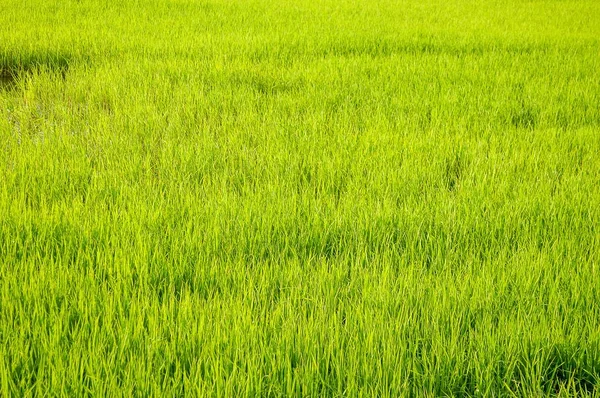 Árvore Arroz Verde Fresco País Tailândia — Fotografia de Stock