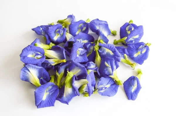 Blauer Schmetterling Erbsenblume Auf Weißem Hintergrund — Stockfoto