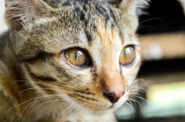 Kucing Lucu Negara Thailand — Stok Foto