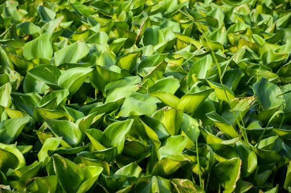 Doğa bahçesinde taze yeşil su sümbülü bitkisi