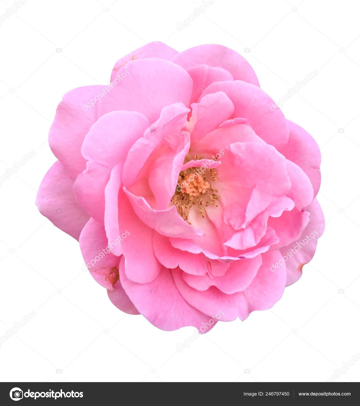 ᐈ Flower Pic Rose Stock Pictures Royalty Free Rosa Damascena Flower Photos Download On Depositphotos