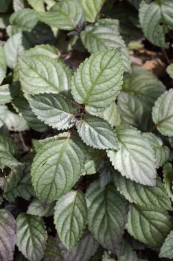 Hemigraphis alternata bitki doğa Bahçe