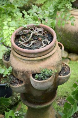 eski kavanozun doğa bahçe içinde
