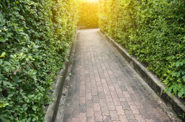 Parktaki labirent bahçesi