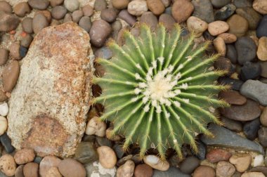Kum zemininde yeşil kaktüs ağacı